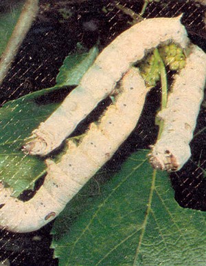 Photo:Photograph of silkworms