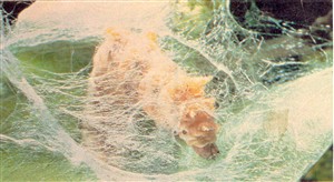 Photo:Photograph of silk thread and caterpillar