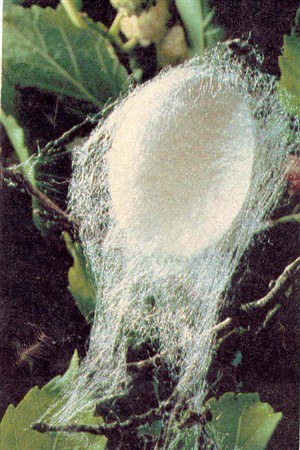 Photo:Photograph of silk cocoon