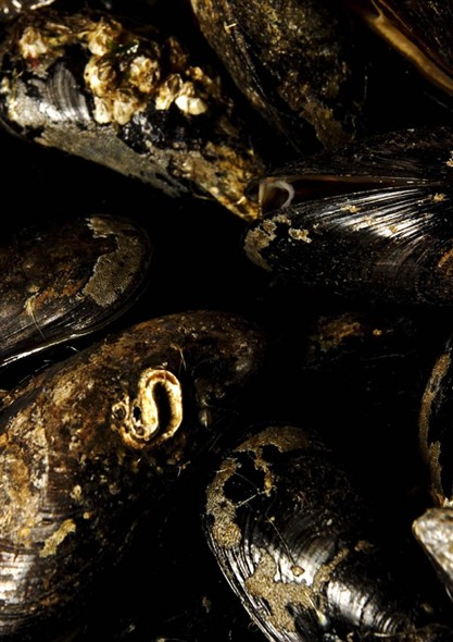 Photo:Close up of mussels on the seafood counter
