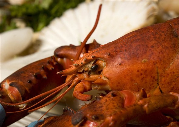 Photo:Close up of a lobster on the seafood counter