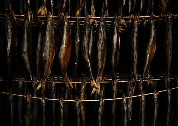 Photo:Close-up of the herring hung on speats during the smoking process