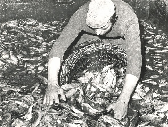 Photo:Fisherman unloading the herring into a cran basket